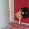 The Petflap draughtproof pet door in BLACK - email to order - Image 3
